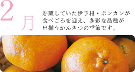 2月 貯蔵していた伊予柑・ポンカンが食べごろを迎え、多彩な品種が出揃うかんきつの季節です。 2月 貯蔵していた伊予柑・ポンカンが食べごろを迎え、多彩な品種が出揃うかんきつの季節です。