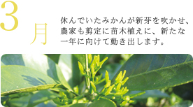 3月 休んでいたみかんが新芽を吹かせ、農家も剪定に苗木植えに、新たな一年に向けて動き出します。 3月 休んでいたみかんが新芽を吹かせ、農家も剪定に苗木植えに、新たな一年に向けて動き出します。