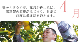 4月 暖かく明るい春。花見が終われば、玉三郎の収穫がはじまり、甘夏の収穫は最盛期を迎えます。 4月 暖かく明るい春。花見が終われば、玉三郎の収穫がはじまり、甘夏の収穫は最盛期を迎えます。