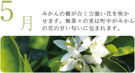 5月 みかんの樹が白く力強い花を咲かせます。無茶々の里は町中がみかんの花の甘い匂いに包まれます。 5月 みかんの樹が白く力強い花を咲かせます。無茶々の里は町中がみかんの花の甘い匂いに包まれます。