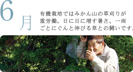 6月 有機栽培ではみかん山の草刈りが重労働。日に日に増す暑さ、一雨ごとにぐんと伸びる草との闘いです。 6月 有機栽培ではみかん山の草刈りが重労働。日に日に増す暑さ、一雨ごとにぐんと伸びる草との闘いです。