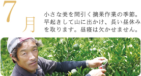 7月 小さな実を間引く摘果作業の季節。早起きをして山に出かけ、長い昼休みを取ります。昼寝は欠かせません。 7月 小さな実を間引く摘果作業の季節。早起きをして山に出かけ、長い昼休みを取ります。昼寝は欠かせません。