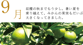 9月 収穫の秋までもう少し。暑い夏を乗り越えて、みかんの果実もだいぶ大きくなってきました。 9月 収穫の秋までもう少し。暑い夏を乗り越えて、みかんの果実もだいぶ大きくなってきました。