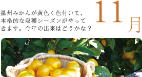 11月 温州みかんが黄色く色付いて、本格的な収穫シーズンがやってきます。今年の出来はどうかな? 11月 温州みかんが黄色く色付いて、本格的な収穫シーズンがやってきます。今年の出来はどうかな?