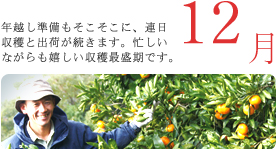 12月 年越し準備もそこそこに、連日収穫と出荷が続きます。忙しいながらも嬉しい収穫最盛期です。 12月 年越し準備もそこそこに、連日収穫と出荷が続きます。忙しいながらも嬉しい収穫最盛期です。