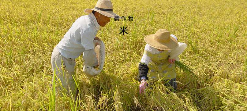 米 - 無茶々園｜ジュース・柑橘・海産物・有機栽培・みかん｜愛媛県