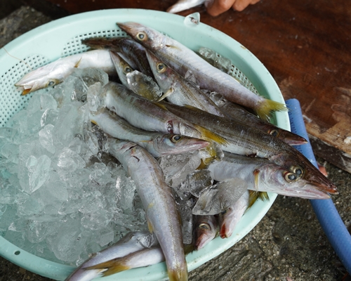 カマスの干物を食べ尽くす