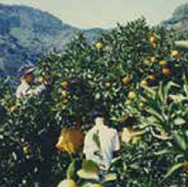 1980無茶々園の広がり 収穫の様子