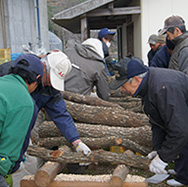 2000無茶々園のつながり 明浜の柑橘園で改植（植え替え）推進