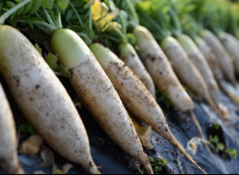 原料は有機野菜
