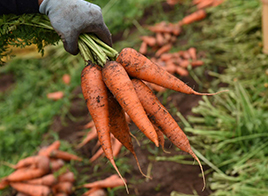 畑でできたものを余すことなく。
