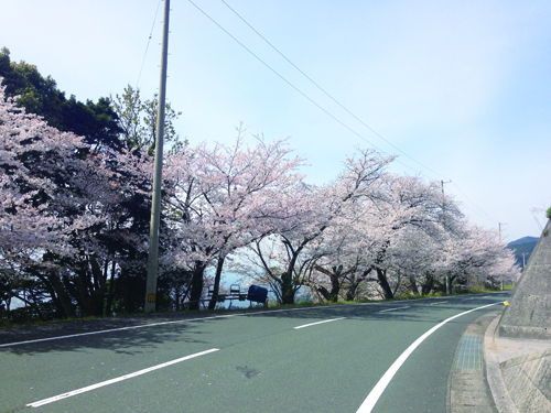 野福峠の桜2