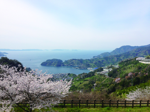 野福峠の桜