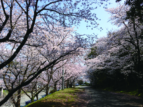 明浜事務所の桜