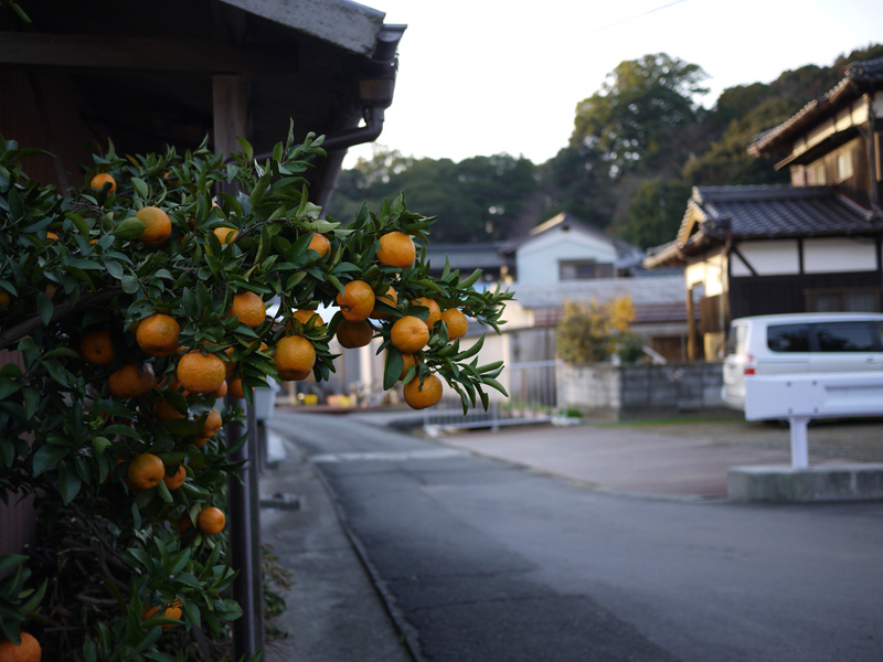 庭先のポンカン