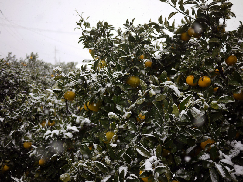 雪降る日