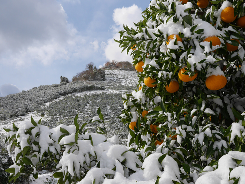 段々畑が雪化粧