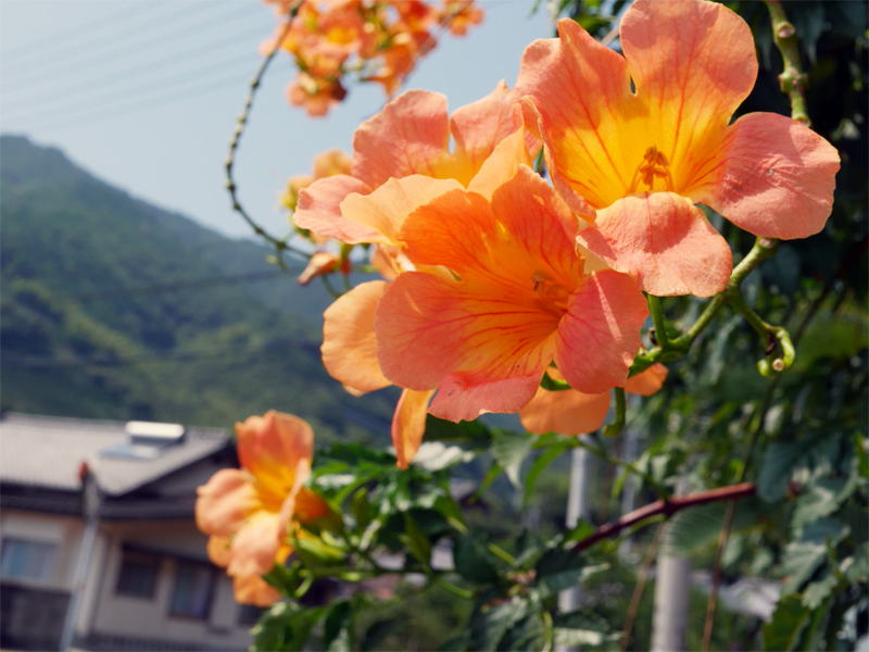 盛夏の花