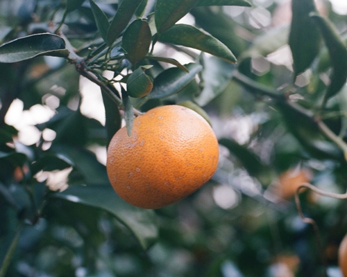 せとかを作りこなすこと 無茶々園 ジュース 柑橘 海産物 有機栽培 みかん 愛媛県 西予市